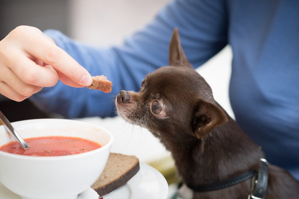 Pies jest karmiony kawałkiem chleba nad miską zupy. 